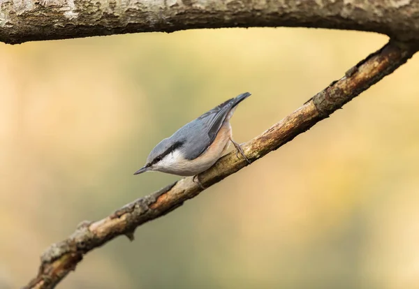 Sitta europaea Sitta europaea assis sur une branche morte, image verticale — Photo