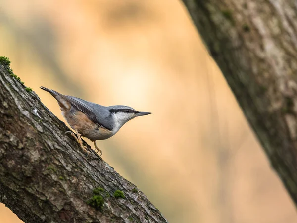 Kleiber, sitta europaea, sitzend auf einem Baumstamm, vertikales Bild — Stockfoto