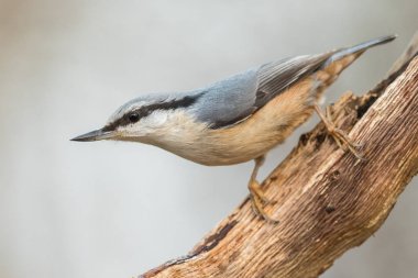 Bayağı sıvacı kuşu Sitta europaea ölü dal üzerinde dikey görüntü oturan