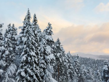 Köknar ağaçları ile bir güzel renkli gökyüzü arka plan üzerinde kar
