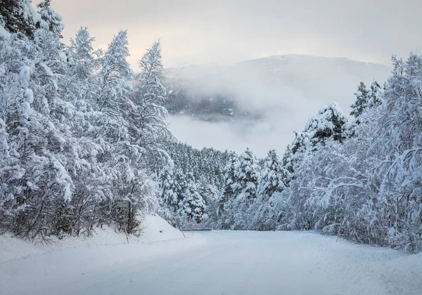 Fond de Noël avec une route menant à travers une forêt de sapins neigeux, brouillard en arrière-plan — Photo