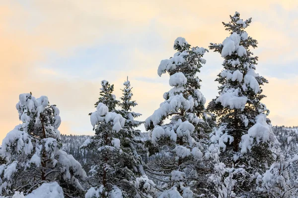 Neige sur les sapins avec un beau ciel coloré en arrière-plan — Photo