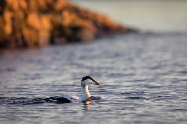 Common Eider male swims in the calm blue sea in winter — Stock Photo, Image