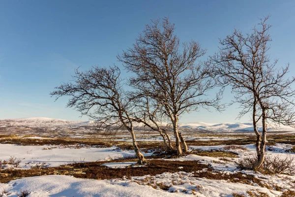 Três bétulas de montanha com montanhas de inverno no fundo em Dovre, Noruega . — Fotografia de Stock