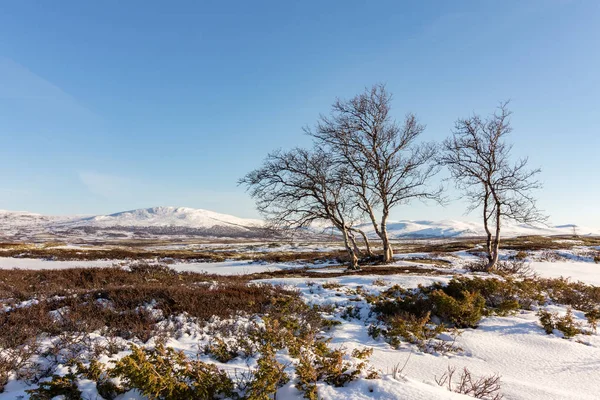 Drei Bergbirken mit Winterbergen im Hintergrund im Taubenschlag, Norwegen. — Stockfoto