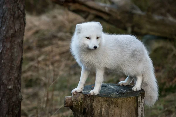 Volpe artica, Vulpes Lagopus, in cappotto bianco invernale in piedi su un tronco d'albero con sfondo foresta naturale, senza neve — Foto Stock