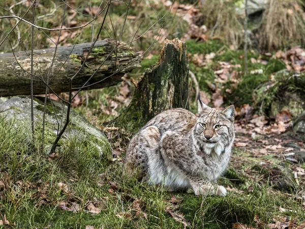 ヨーロッパオオヤマネコ、Lynx lynx 緑冬の森に座っています。 — ストック写真
