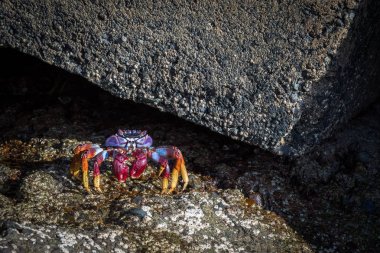 Grapsus adscensionis - kırmızı rock Yengeç, Porto Riko, Gran Canaria, İspanya bir kayada duran