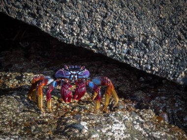 Grapsus adscensionis - kırmızı rock Yengeç, Porto Riko, Gran Canaria, İspanya bir kayada duran