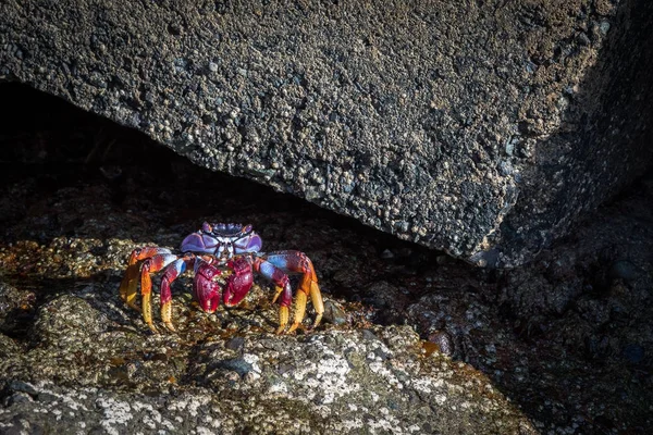 stock image Grapsus adscensionis - red rock crab, standing on a rock in Puerto Rico, Gran Canaria, Spain