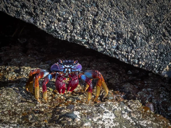 Grapsus adscensionis - kırmızı rock Yengeç, Porto Riko, Gran Canaria, İspanya bir kayada duran