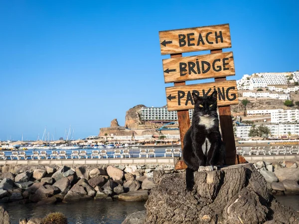 A stray cat posing on a tree stump in front of a sign pointing at the beach in Puerto Rico, Gran Canaria in Spain — Stock Photo, Image