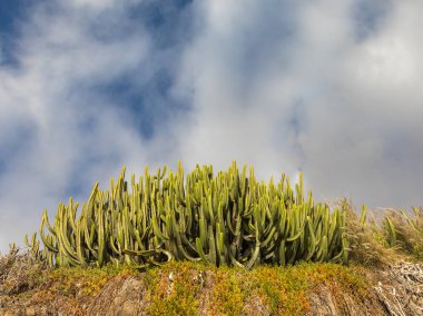 Yeşil kaktüs ve mavi gökyüzü ile beyaz bulutlar. Porto Riko Gran Canaria, Kanarya Adaları, İspanya