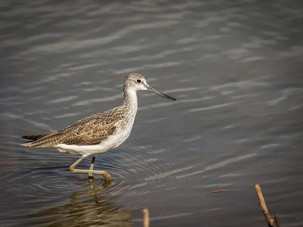 일반적인 Greenshank Tringa nebularia 라 Charca, 그 란 카나리아, 스페인에 있는 마스 팔로 마스에 호수에서 — 스톡 사진