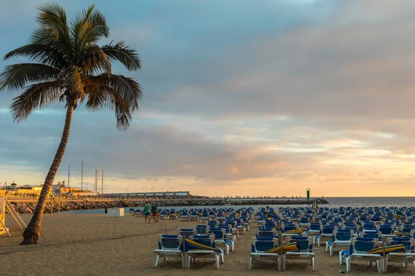 Gran Canaria, Spanyolország - December 10, 2017: Deszka (kertépítő) között a pálmafa és a napozóágyak, a Puerto Rico strandjától, Gran Canaria, Spanyolország. Kanári-szigetek 13,3 millió látogatója volt a 2016-ban. Függőleges kép. — Stock Fotó
