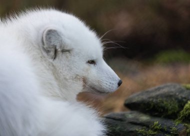 Bir Kutup tilkisi Vulpes Lagopus, yerde oturan beyaz kış ceket erkek tilki portresi.