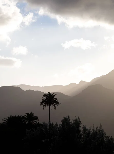 Palmiye ağaçları ve arka planda, bulutlu gökyüzü yukarıda puslu dağlar. Dikey görüntü — Stok fotoğraf