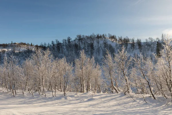 Forêt de bouleaux de montagne dans un paysage hivernal avec neige et soleil, dans les montagnes à Setesdal, Norvège — Photo