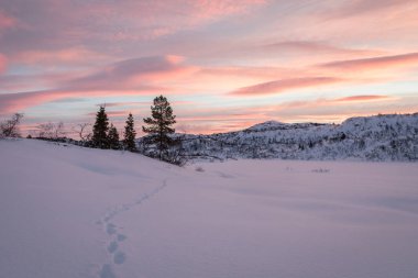 Kış manzarası kar ve Setesdal, Norveç'te güzel gündoğumu ile Ladin bazı ağaçlarda önde gelen bir tilki parça