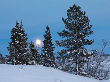 Ay yükseliyor kış manzara ile kar, Setesdal, Norveç'te Ladin bazı ağaçların arkasında