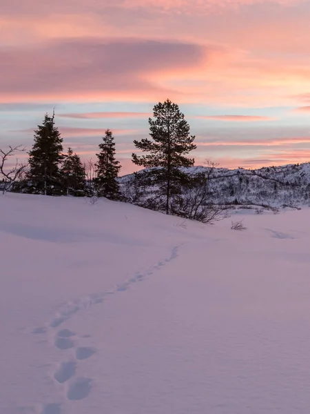 Sín-ból egy róka, ami néhány fenyő fák a téli táj, a hó és a gyönyörű napfelkelte, setesdali, Norvégia — Stock Fotó