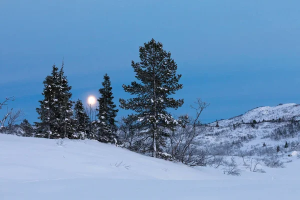 Lune se levant derrière des épinettes dans un paysage hivernal enneigé, à Setesdal, Norvège — Photo