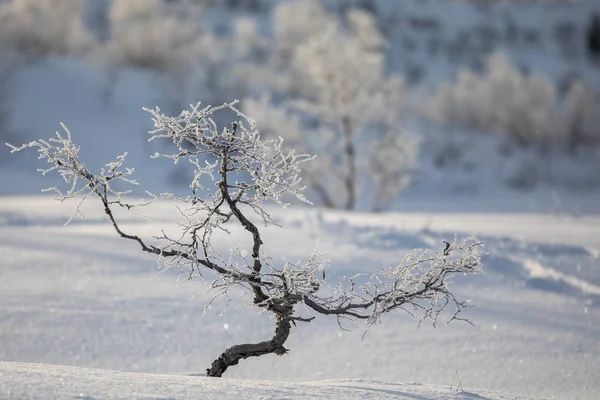 Çarpık huş ağacı, Betula pubescens, kış dağ manzarası. — Stok fotoğraf