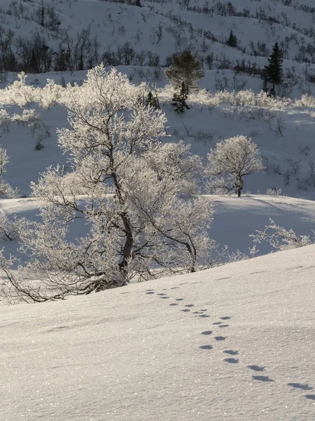 Hayvan bir huş ağacı, Betula pubescens lider Karda izler