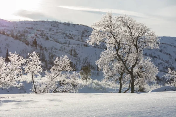 Nyírfa, Betula pubescens, Háttér-világítású havas téli hegyi táj. — Stock Fotó