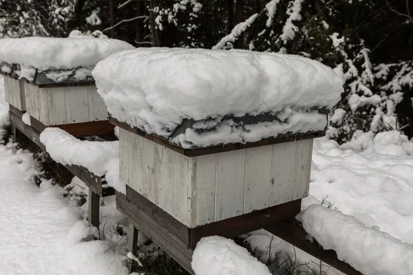 Ule w pasieki pokryte śniegiem zimą — Zdjęcie stockowe