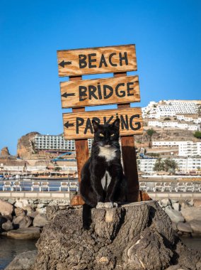 Önünde bir işaret Puerto Rico, İspanya Gran Canaria plajda işaret eden bir ağaç güdük poz a yolunu yitirmek kedi