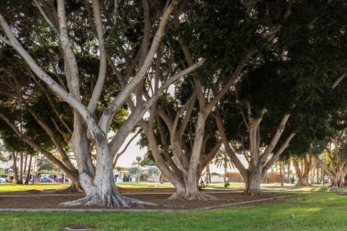 Puerto Rico, İspanya - 14 Aralık 2017 Gran Canaria: Gran Canaria, İspanya Porto Riko'da güzel ağaçlar ile Park.