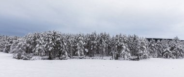 Kar çam ağaçları, Pinus sylvestris İskandinav çam ormanıyla kaplı.