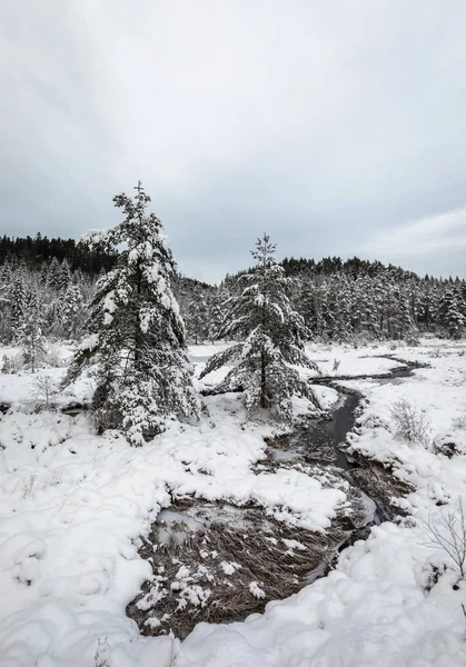 Paisaje invernal, pinos cubiertos de nieve junto a un arroyo, parte sur de Noruega — Foto de Stock