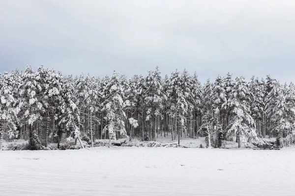 Forêt de pinèdes scandinaves enneigée avec pins, Pinus sylvestris . — Photo