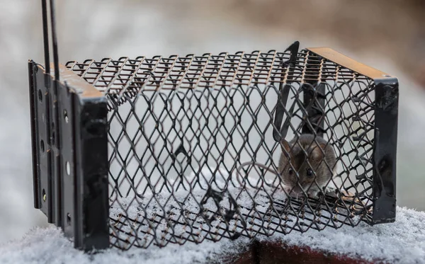 雪の中で屋外に立っている生きている捕獲トラップの木製のマウス、Apodemus sylvaticus、 — ストック写真