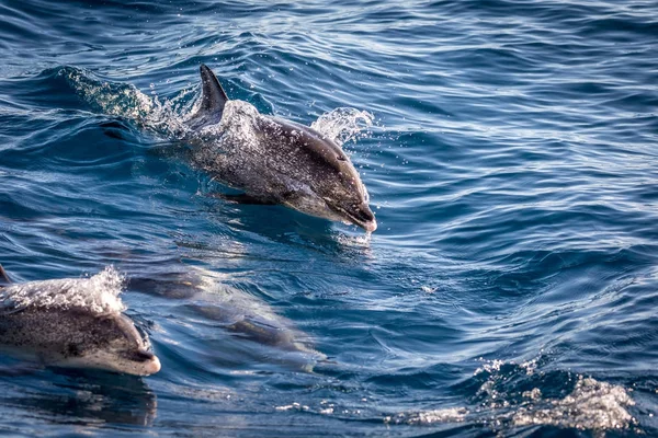 Atlantic spotted dolphins, Stenella frontalis, in the Atlantic ocean near Gran Canaria. — Stock Photo, Image