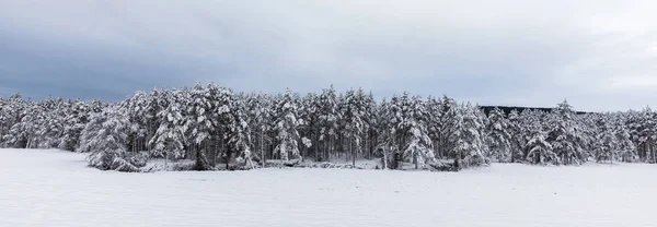 Forêt de pinèdes scandinaves enneigée avec pins, Pinus sylvestris . — Photo