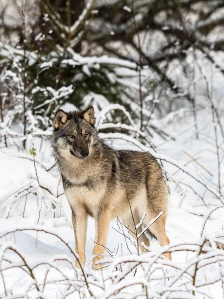 Lupo grigio, Canis lupus, in piedi verso la macchina fotografica, guardando a destra, in una foresta invernale innevata. Immagine verticale — Foto Stock