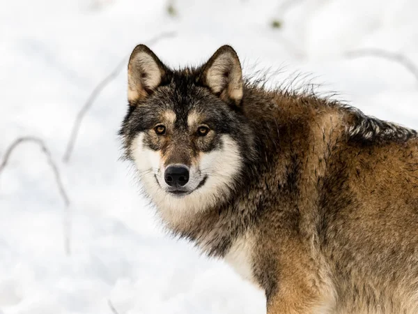 Gri kurt, Canis lupus, kamera arıyorum. kar içinde belgili tanımlık geçmiş ile.