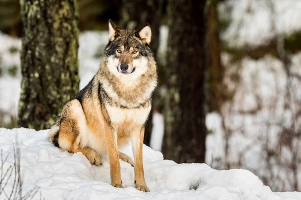 Gri kurt, oturma ve kamera kar ve orman içinde belgili tanımlık geçmiş ile aramaya Canis lupus,.