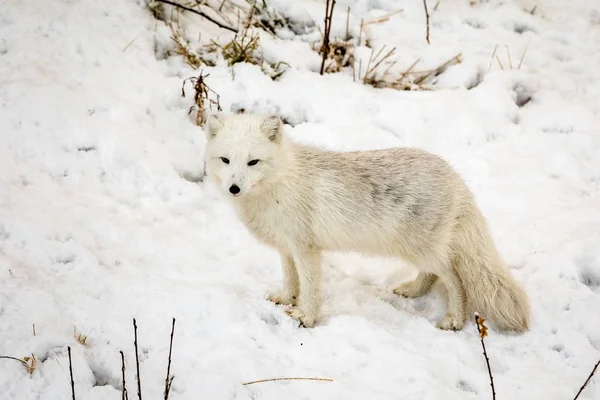 雄性北极狐, 冬天的皮毛, 站在雪地上. — 图库照片