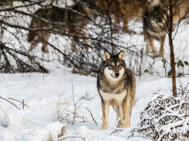 Gri kurt, Canis lupus, karlı kış ormanda ayakta. Kurt sürüsü içinde belgili tanımlık geçmiş ağaçların arkasında kalan.