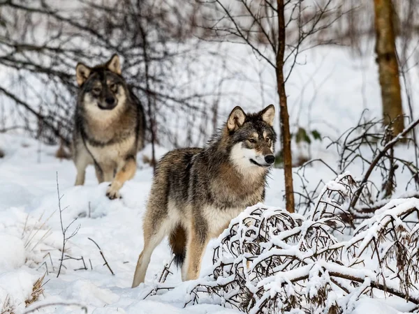 Two gray wolfs, Canis lupus, standing in snowy winter forest. — Stock Photo, Image