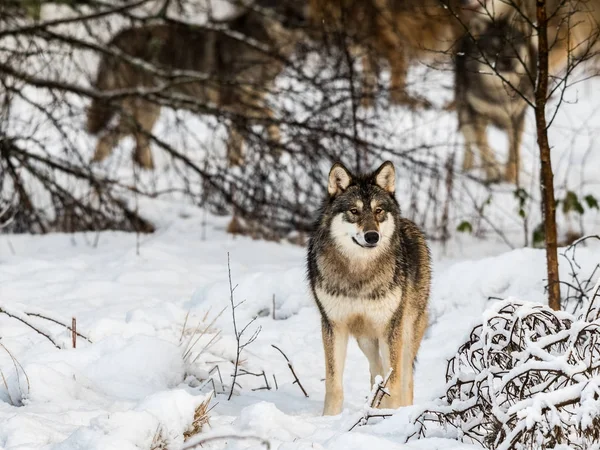 Lobo gris, Canis lupus, de pie en el bosque nevado de invierno. El resto de la manada de lobos al fondo detrás de los árboles . — Foto de Stock