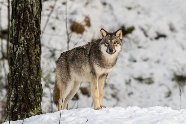 Gri kurt, bir karlı kış ormanda ayakta Canis lupus,.
