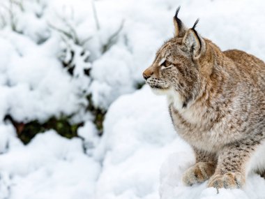 Bayağı vaşak, Lynx lynnx, karda, oturan sol, profil için arıyorsunuz