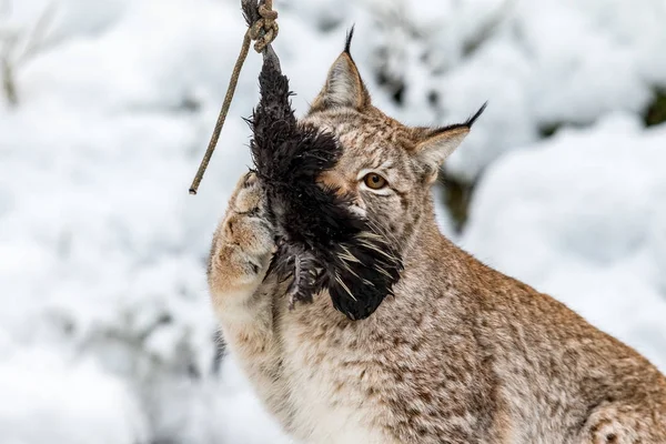 Eurasian Lynx, Lynx lynx, cattura la sua preda morta in uno zoo, inverno e neve sullo sfondo — Foto Stock