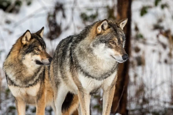 Gri kurt, Canis lupus, iki kurt bir karlı kış ormanda ayakta.