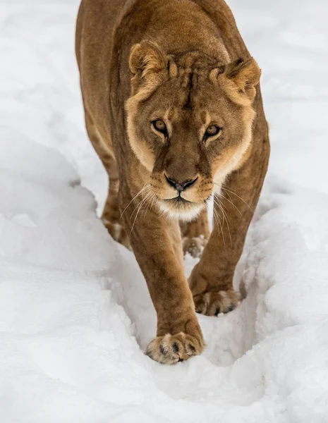 Leão, Panthera leo, lionesse andando na neve, olhando para a câmera . — Fotografia de Stock